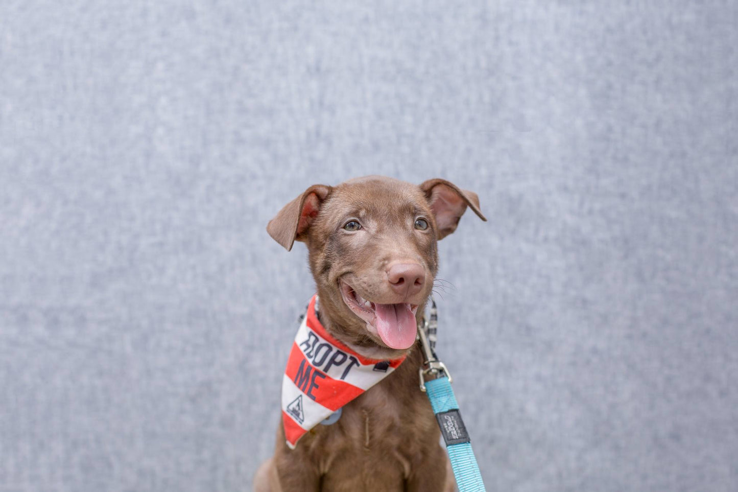 A Pawsome Portrait by Shentonista